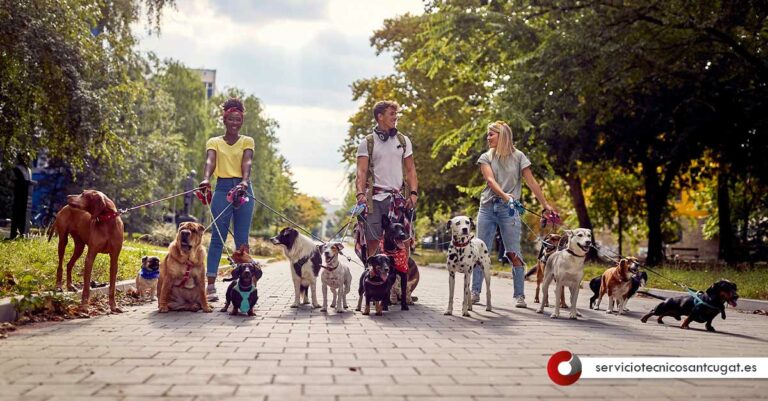 Paseador de perros Sant Cugat