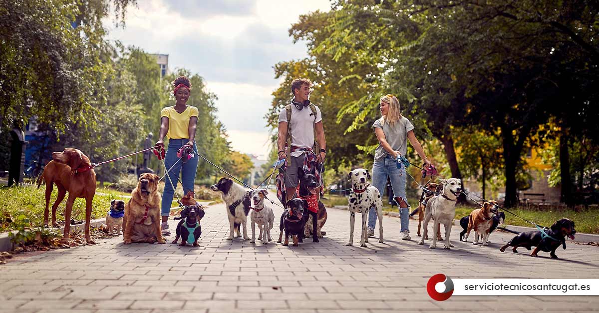 Paseador de perros Sant Cugat