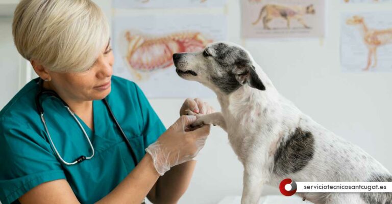 Veterinario Sant Cugat