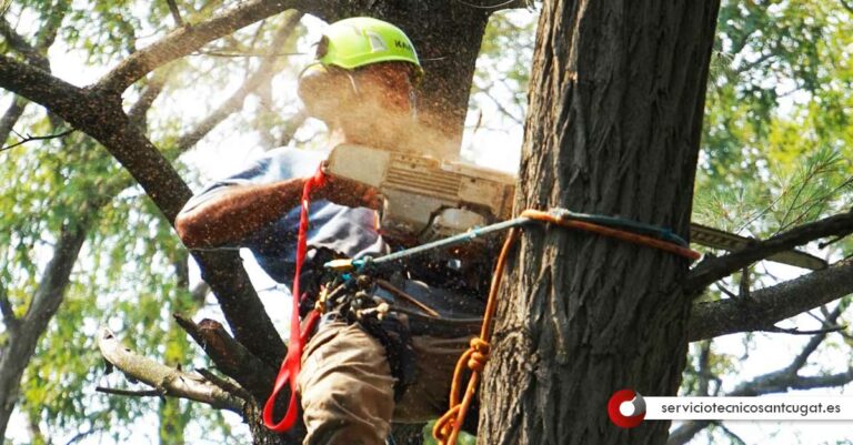 Poda De Arboles En Sant Cugat