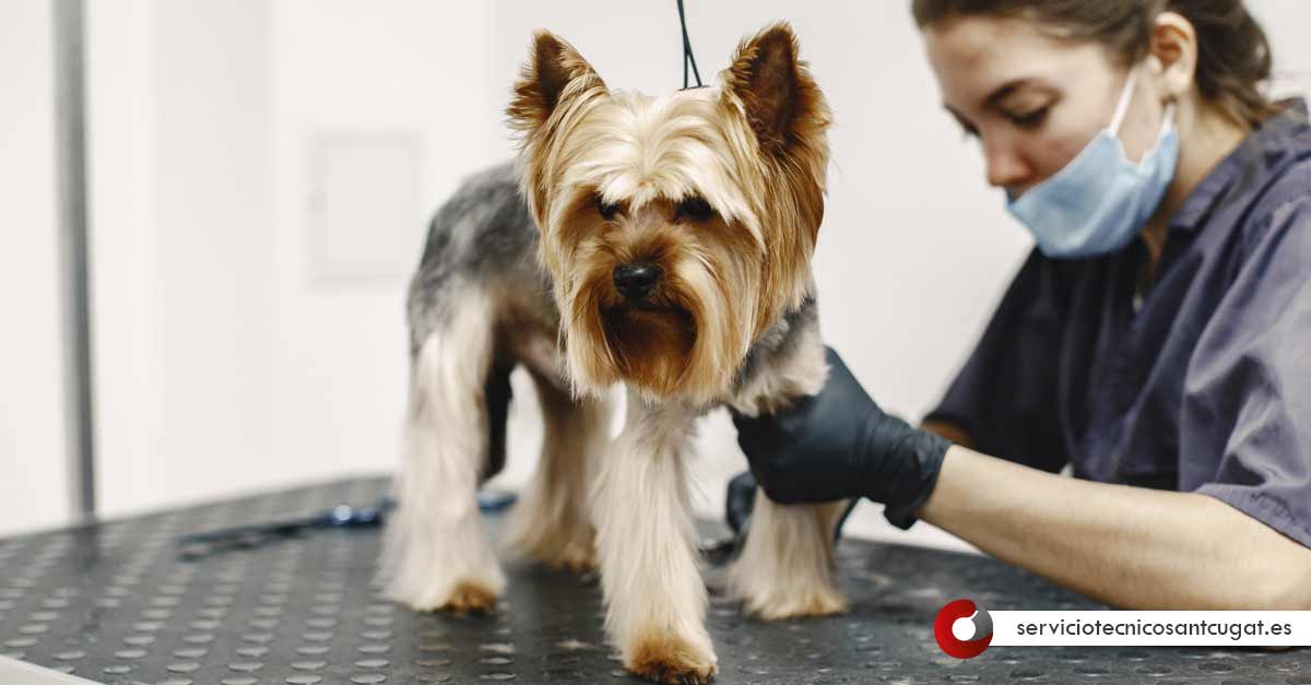 Peluqueria Canina Sant Cugat