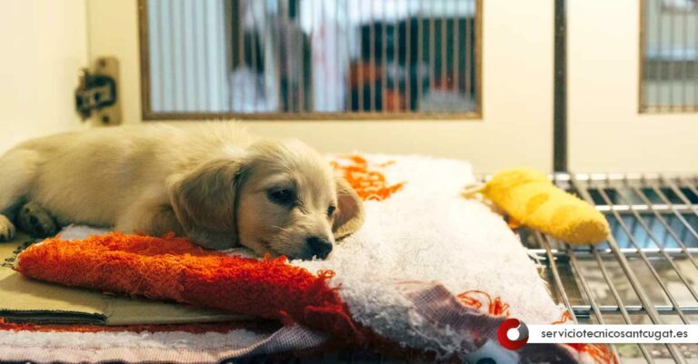 Protectora De Animales Sant Cugat